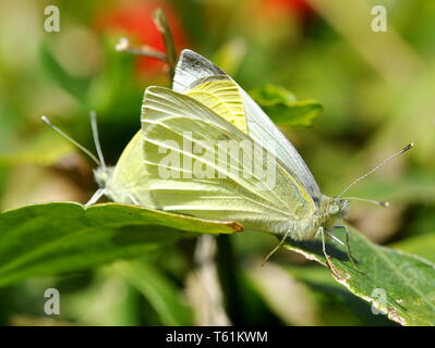 Der Schmetterling Pieris rapae Paarung Stockfoto