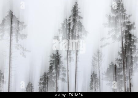 Motion unscharfen schwarz-weiß Bild von Wald im Herbst. Schwarzweiß-Foto Kunst. Stockfoto