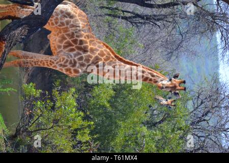 Alle Dinge der Natur und Tierwelt. Stolz von Graaff Fotografie festgehalten. Stockfoto