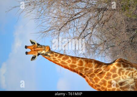 Alle Dinge der Natur und Tierwelt. Stolz von Graaff Fotografie festgehalten. Stockfoto