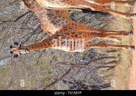 Alle Dinge der Natur und Tierwelt. Stolz von Graaff Fotografie festgehalten. Stockfoto