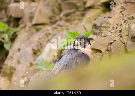 Wanderfalke (FALCO PEREGRINUS) Raubvogel. In der Mitte genommen - Wales auf dem Land, Wales, Großbritannien Stockfoto