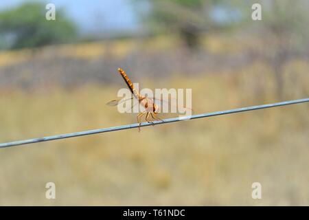 Alle Dinge der Natur und Tierwelt. Stolz von Graaff Fotografie festgehalten. Stockfoto