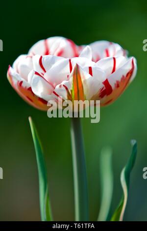 Tulipa Carnaval de Nice Stockfoto