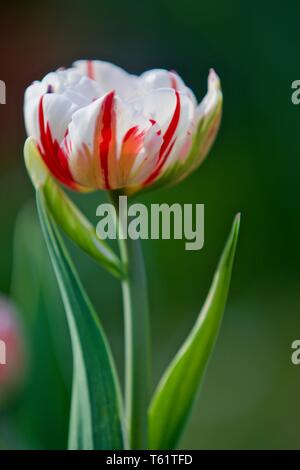 Tulipa Carnaval de Nice Stockfoto