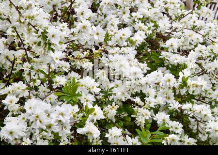 X Exochorda macrantha 'The Bride' pearl Bush Stockfoto