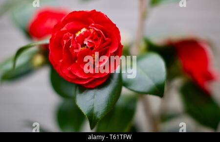 Camellia Japonica "Blood of China" Stockfoto