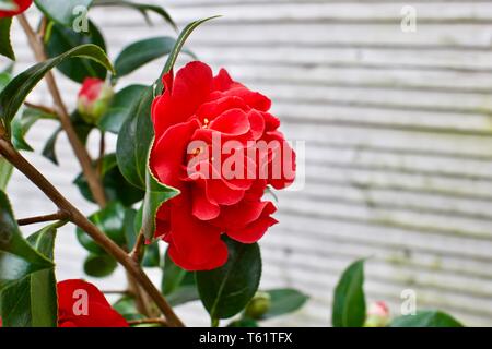 Camellia Japonica "Blood of China" Stockfoto