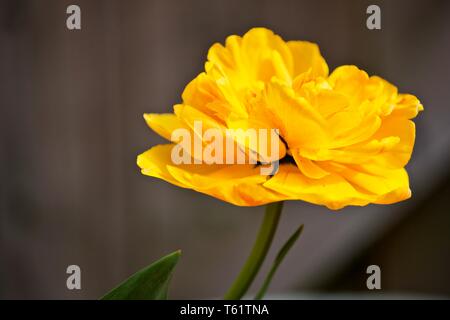 Tulip Sun Lover" das Chamäleon Tulip" Stockfoto