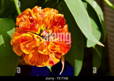 Tulip Sun Lover" das Chamäleon Tulip" Stockfoto