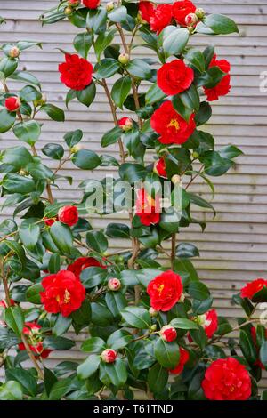 Camellia Japonica "Blood of China" Stockfoto