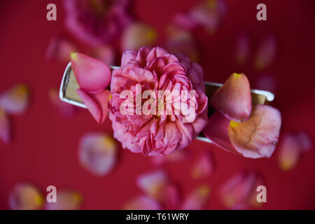 Rose auf einem Buch. kunst Soft Focus Stockfoto