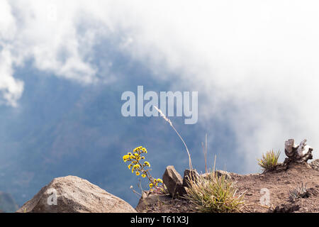 Gelbe Blumen und Gras am Rande einer Klippe in den Bergen von Madeira, Portugal. Trockenes Gras, spärliche Vegetation und große Steine am Rand der Stockfoto