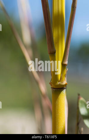 Bambusstiel Nahaufnahme, Detail, gemeinsame. Stockfoto