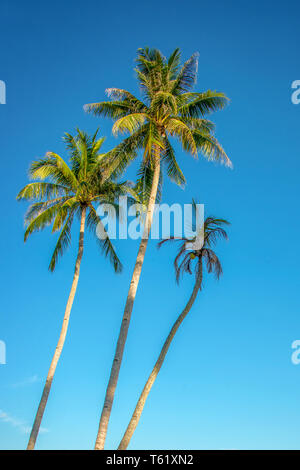 Palmen am blauen Himmelshintergrund Stockfoto