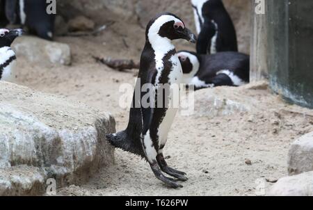 Münster, Deutschland. 26 Apr, 2019. firo: 26.04.2019 Zoo, Zoologischer Garten in MÃ nster, Tiere Pinguine, afrikanische Pinguin, nur frei lebenden Pinguine Afrika, Afrika, Sprint, Sprung | Verwendung der weltweiten Kredit: dpa/Alamy leben Nachrichten Stockfoto