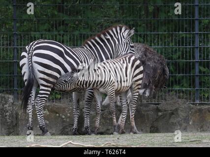 Münster, Deutschland. 26 Apr, 2019. firo: 26.04.2019 Zoo, Zoologischer Garten in MÃ nster, tiere Zebra, Fohlen, Getränke an Mutter | Verwendung der weltweiten Kredit: dpa/Alamy leben Nachrichten Stockfoto