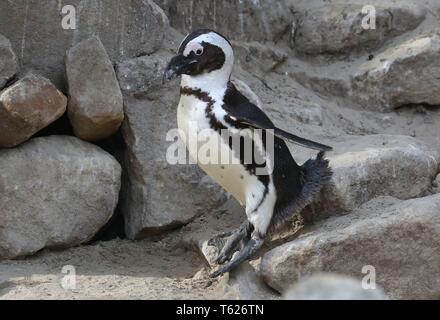 Münster, Deutschland. 26 Apr, 2019. firo: 26.04.2019 Zoo, Zoologischer Garten in MÃ nster, Tiere Pinguine, afrikanische Pinguin, nur frei lebenden Pinguine Afrika, Afrika, springt, im Springen | Verwendung der weltweiten Kredit: dpa/Alamy leben Nachrichten Stockfoto