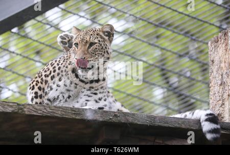 Münster, Deutschland. 26 Apr, 2019. firo: 26.04.2019 Zoo, Zoologischer Garten in MÃ nster, tiere Leopard, leben in Asien, Afrika, Kaukasus, sind auf der Liste der gefährdeten Arten, Fell, Lügen | Verwendung der weltweiten Kredit: dpa/Alamy leben Nachrichten Stockfoto