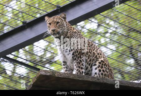 Münster, Deutschland. 26 Apr, 2019. firo: 26.04.2019 Zoo, Zoologischer Garten in MÃ nster, tiere Leopard, leben in Asien, Afrika, Kaukasus, sind auf der Liste der gefährdeten Arten, Mantel | Verwendung der weltweiten Kredit: dpa/Alamy leben Nachrichten Stockfoto