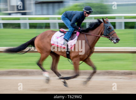 Louisville, Kentucky, USA. 28 Apr, 2019. LOUISVILLE, Kentucky - 28. April: Champagne Jedermann, ausgebildet von Ian Wilkes, Übungen zur Vorbereitung auf die Kentucky Eichen in der Churchill Downs in Louisville, Kentucky am 28. April 2019. Scott Serio/Eclipse Sportswire/CSM/Alamy leben Nachrichten Stockfoto