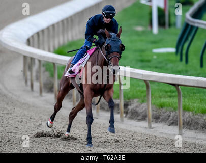 Louisville, Kentucky, USA. 28 Apr, 2035. LOUISVILLE, Kentucky - 28. April: Champagne Jedermann, ausgebildet von Ian Wilkes, Übungen zur Vorbereitung auf die Kentucky Eichen in der Churchill Downs in Louisville, Kentucky am 28. April 2019. John voorhees/Eclipse Sportswire/CSM/Alamy leben Nachrichten Stockfoto