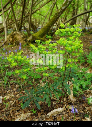 Holz wolfsmilch Euphorbia amygdaloides Pflanze Blüte im Frühling. Stockfoto