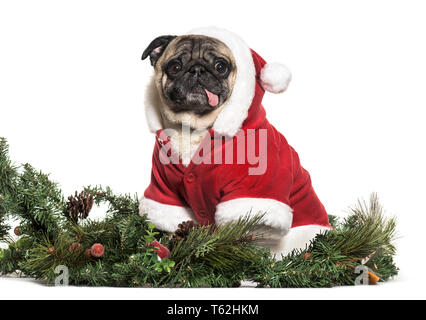 Pug in Weihnachten Kostüm sitzen vor weißem Hintergrund Stockfoto