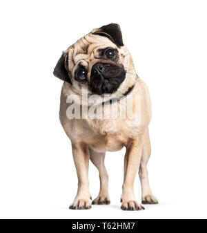 Pug vor weißem Hintergrund Stockfoto