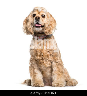 American Cocker Spaniel vor weißem Hintergrund sitzen Stockfoto