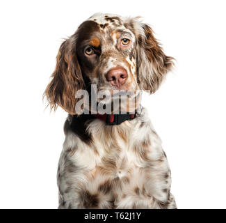 English Setter, 6 Monate alt, vor weißem Hintergrund Stockfoto