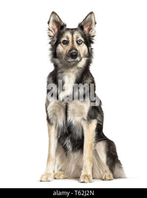 Siberian Husky vor weißem Hintergrund sitzen Stockfoto