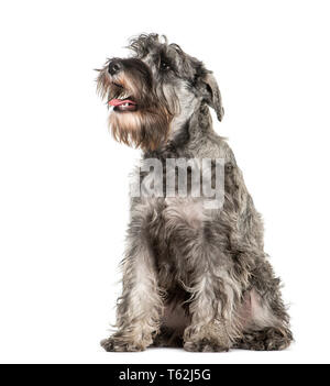 Zwergschnauzer vor weißem Hintergrund sitzen Stockfoto