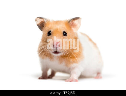 Golden hamster vor weißem Hintergrund Stockfoto