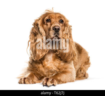 English Cocker Spaniel liegend vor weißem Hintergrund Stockfoto