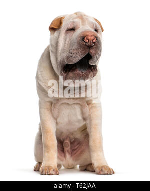 Shar Pei vor weißem Hintergrund sitzen Stockfoto