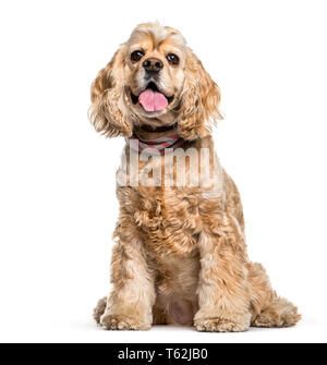 American Cocker Spaniel vor weißem Hintergrund sitzen Stockfoto