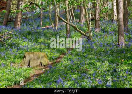 Bluebell Holz, Großbritannien. Englische gemeine Bluebells (Hyacinthoides non-scripta) in natürlichen britischen Wäldern. Stockfoto