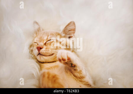 Süße, rote Kätzchen schläft auf dem Rücken und lächelnd, Pfoten. Konzept der Schlaf und guten Morgen. Stockfoto