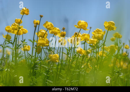 Erstaunlich helle gelbe Wildblumen Trollius europaeus auf der grünen Wiese in der Nähe, auf dem Hintergrund der blauen Himmel Stockfoto