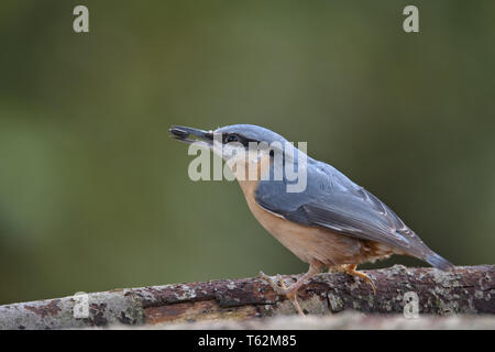 Kleiber, Sitta europaea Stockfoto