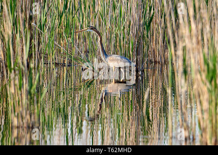 Purpurreiher. Ardea purpurea auf dem Hintergrund von reeds Stockfoto