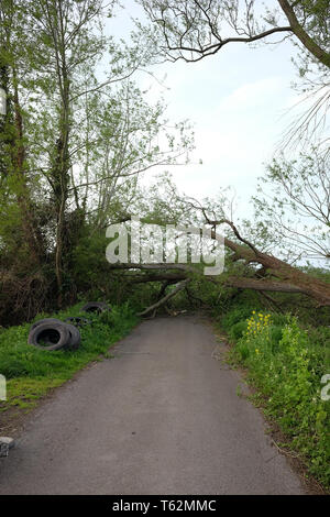 April 2018 - Baum über eine Straße, die jüngsten Sturmschäden auf einer Landstraße in der Nähe von Glastonbury, Somerset. Großbritannien Stockfoto