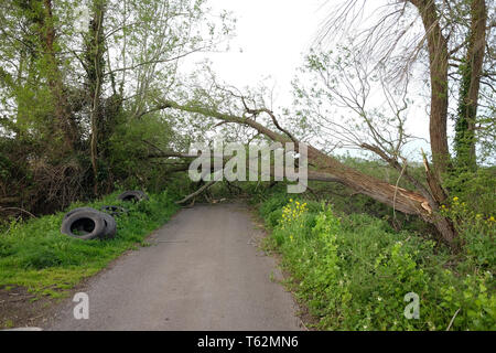 April 2018 - Baum über eine Straße, die jüngsten Sturmschäden auf einer Landstraße in der Nähe von Glastonbury, Somerset. Großbritannien Stockfoto