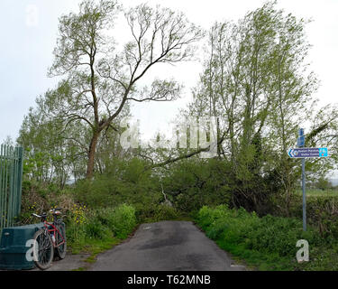 April 2018 - Baum über eine Straße, die jüngsten Sturmschäden auf einer Landstraße in der Nähe von Glastonbury, Somerset. Großbritannien Stockfoto