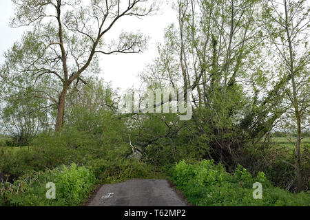 April 2018 - Baum über eine Straße, die jüngsten Sturmschäden auf einer Landstraße in der Nähe von Glastonbury, Somerset. Großbritannien Stockfoto