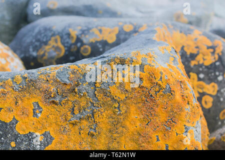 Caloplaca Marina die Orange Meer Flechten Moos auf Rock Stockfoto