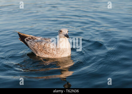 Möwe schwimmt im blauen Wasser bei Sonnenuntergang Stockfoto