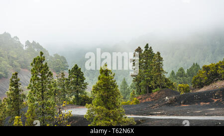 Regen Wolken schieben durch die Berge und Pinienwald von La Palma in der Nähe des Mirador Llano del Jable im Zentrum der Insel mit einer Straße. Stockfoto