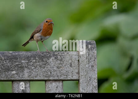 Robin-Erithacus rubecula nimmt Nahrung zu jung. Feder. Großbritannien Stockfoto